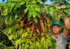 Assistência técnica da Empaer eleva produtividade da cafeicultura em Colniza