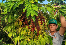 Assistência técnica da Empaer eleva produtividade da cafeicultura em Colniza