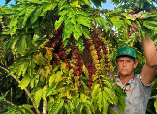 Assistência técnica da Empaer eleva produtividade da cafeicultura em Colniza