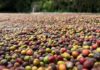 Governo de Mato Grosso lança 1º Concurso de Qualidade do Café