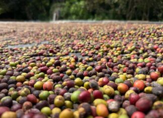 Governo de Mato Grosso lança 1º Concurso de Qualidade do Café