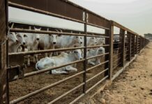 Mato Grosso registra maior crescimento do país no abate de bovinos no 1º trimestre de 2026