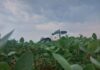 Vazio sanitário da soja já está em vigência em Mato Grosso