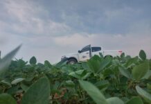 Vazio sanitário da soja já está em vigência em Mato Grosso