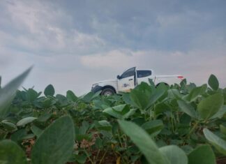 Vazio sanitário da soja já está em vigência em Mato Grosso