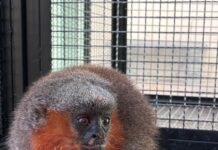 Macacos zogue-zogue são devolvidos à natureza em Alta Floresta
