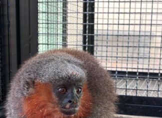 Macacos zogue-zogue são devolvidos à natureza em Alta Floresta