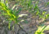 El Niño deve elevar temperaturas no Centro-Oeste e agravar perda de umidade no campo