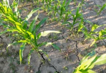 El Niño deve elevar temperaturas no Centro-Oeste e agravar perda de umidade no campo
