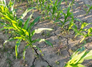 El Niño deve elevar temperaturas no Centro-Oeste e agravar perda de umidade no campo