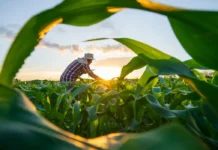 MP de dívida rural foca em perdas climáticas, diz Durigan