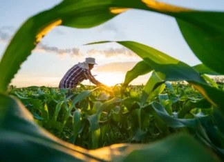 MP de dívida rural foca em perdas climáticas, diz Durigan