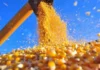 Demanda interna por milho deve absorver safra recorde em Mato Grosso, aponta Imea