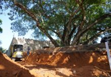Prefeitura inicia revitalização da Figueira, Patrimônio Histórico e Cultural de Lucas do Rio Verde