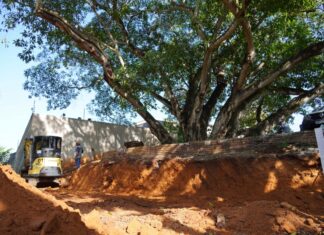 Prefeitura inicia revitalização da Figueira, Patrimônio Histórico e Cultural de Lucas do Rio Verde