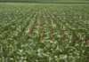 Reunião com bancada do agro termina sem acordo sobre dívidas rurais