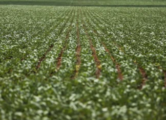 Reunião com bancada do agro termina sem acordo sobre dívidas rurais