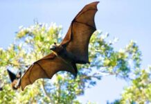 Sorriso recebe pesquisa de campo da UFMT para coleta de dados sobre morcegos