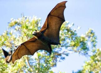Sorriso recebe pesquisa de campo da UFMT para coleta de dados sobre morcegos