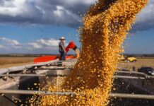 Quando quem planta também transforma: da cooperativa à indústria
