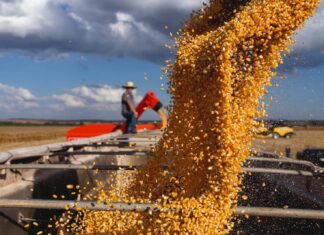 Quando quem planta também transforma: da cooperativa à indústria