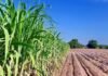 Conab eleva estimativa de produção de etanol do Brasil apesar de corte na safra de cana