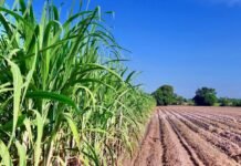 Conab eleva estimativa de produção de etanol do Brasil apesar de corte na safra de cana