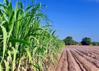 Conab eleva estimativa de produção de etanol do Brasil apesar de corte na safra de cana