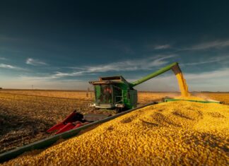 Safrinha de milho 2026 está 69% colhida no Centro-Sul do Brasil