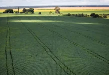Senado aprova plano para fabricação de fertilizantes no Brasil