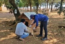 Sorriso já imunizou mais de 3,1 mil animais da área rural