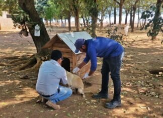 Sorriso já imunizou mais de 3,1 mil animais da área rural