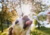 Calor intenso muda rotina e exige cuidados especiais com cães e gatos