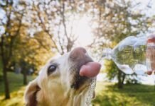 Calor intenso muda rotina e exige cuidados especiais com cães e gatos