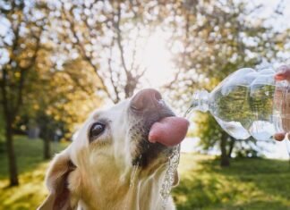 Calor intenso muda rotina e exige cuidados especiais com cães e gatos