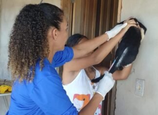Campanha de vacinação antirrábica ultrapassa 4 mil imunizações em Sorriso