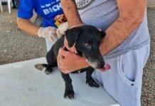 Mais de 11 mil animas ainda precisam ser imunizados contra a raiva em Sorriso
