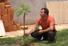 Cultiva Sinop realiza primeiro plantio com orientação técnica