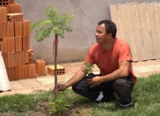 Cultiva Sinop realiza primeiro plantio com orientação técnica
