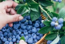 Dia de Campo apresenta novas oportunidades para o turismo rural em Sinop
