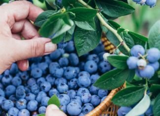 Dia de Campo apresenta novas oportunidades para o turismo rural em Sinop