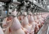 Mato Grosso registra maior volume de exportação de frango em 9 anos