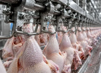 Mato Grosso registra maior volume de exportação de frango em 9 anos