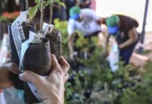 Cultivando Saúde incentiva prevenção à dengue no Dia de Finados em Sinop