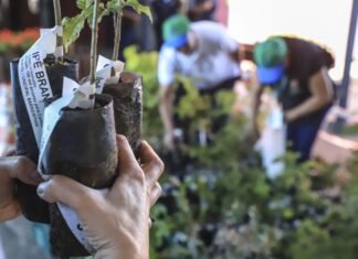 Cultivando Saúde incentiva prevenção à dengue no Dia de Finados em Sinop