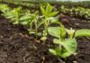 Mato Grosso realizou o plantio de soja em quase 90% da área projetada, diz Imea