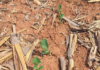 Mato Grosso começa safra 26/27 de soja com chuvas irregulares
