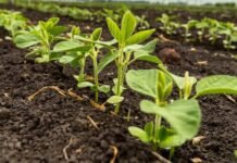 Mato Grosso realizou o plantio de soja em quase 90% da área projetada, diz Imea