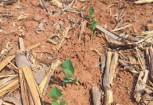 Mato Grosso começa safra 26/27 de soja com chuvas irregulares