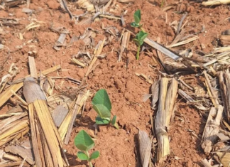 Mato Grosso começa safra 26/27 de soja com chuvas irregulares